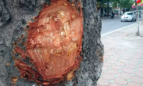 Cu ong 80 tuoi deo vo xa cu tren duong Lang khai gi? - Anh 1