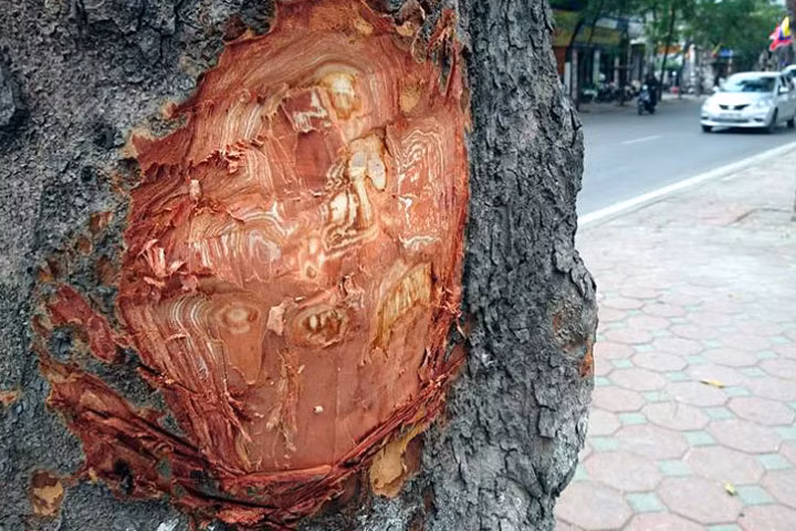 Cụ ông 80 tuổi đẽo vỏ xà cừ trên đường Láng khai gì?