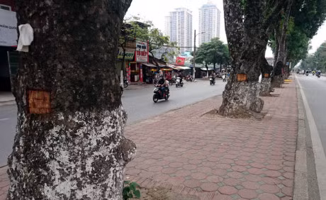 Cu ong 80 tuoi deo vo xa cu tren duong Lang khai gi? - Anh 2