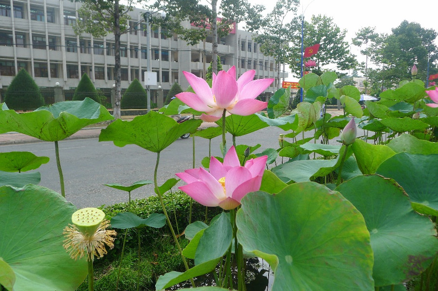 Sen được trồng trên các tuyến đường ở TP Cao Lãnh, Đồng Tháp