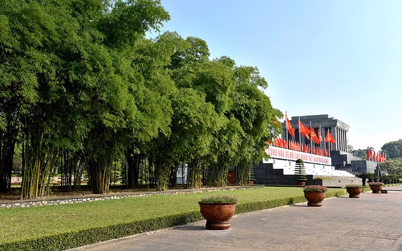 Khóm tre ngà bên lăng Bác. Ảnh: Nguyễn Đăng.