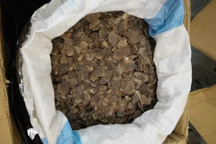 Liên tiếp phát hiện nhiều lô hàng chứa vảy tê tê ở Sân bay Nội Bài