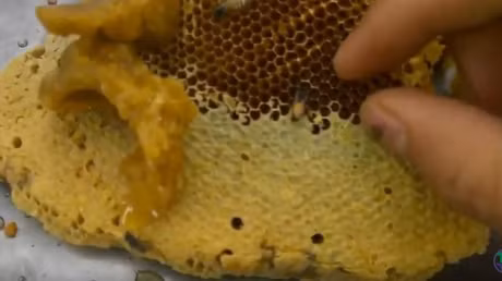 Thot tim canh lay mat ong rung tren ngon cay cao chot vot - Anh 8