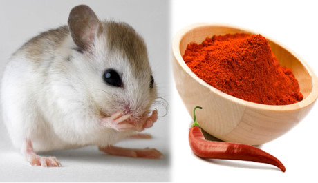 Chỉ cách để nhà bạn không có bóng dáng con chuột nào mà không cần thuốc diệt - Ảnh 2 Chi cach de nha ban khong co bong dang con chuot nao ma khong can thuoc diet - Anh 2