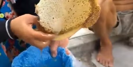 Thot tim canh lay mat ong rung tren ngon cay cao chot vot - Anh 9