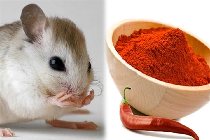 Chỉ cách để nhà bạn không có bóng dáng con chuột nào mà không cần thuốc diệt