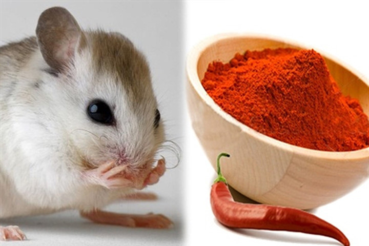 Chỉ cách để nhà bạn không có bóng dáng con chuột nào mà không cần thuốc diệt
