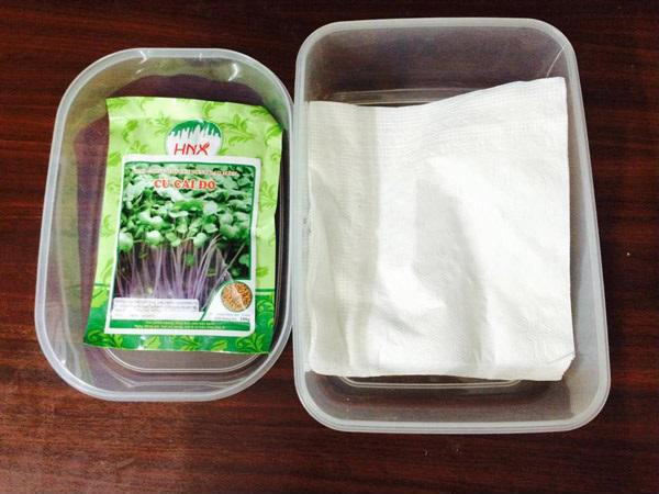 Cách trồng rau mầm bằng giấy ăn cực đơn giản tại nhà, thu hoạch mỏi tay không hết ảnh 2 Cách trồng rau mầm bằng giấy ăn cực đơn giản tại nhà, thu hoạch mỏi tay không hết ảnh 2