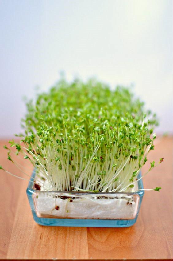 Cách trồng rau mầm bằng giấy ăn cực đơn giản tại nhà, thu hoạch mỏi tay không hết ảnh 1 Cách trồng rau mầm bằng giấy ăn cực đơn giản tại nhà, thu hoạch mỏi tay không hết ảnh 1