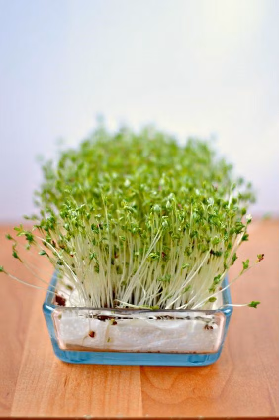 Cách trồng rau mầm bằng giấy ăn cực đơn giản tại nhà, thu hoạch mỏi tay không hết ảnh 1