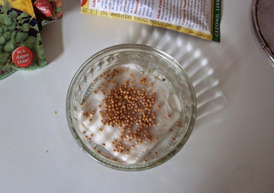 Cách trồng rau mầm bằng giấy ăn cực đơn giản tại nhà, thu hoạch mỏi tay không hết ảnh 3 Cách trồng rau mầm bằng giấy ăn cực đơn giản tại nhà, thu hoạch mỏi tay không hết ảnh 3