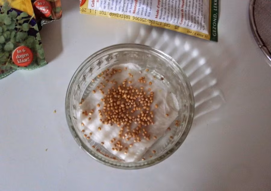 Cách trồng rau mầm bằng giấy ăn cực đơn giản tại nhà, thu hoạch mỏi tay không hết ảnh 3