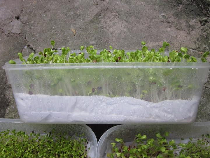 Cách trồng rau mầm bằng giấy ăn cực đơn giản tại nhà, thu hoạch mỏi tay không hết ảnh 4 Cách trồng rau mầm bằng giấy ăn cực đơn giản tại nhà, thu hoạch mỏi tay không hết ảnh 4