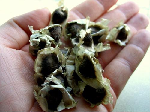 Học ngay cách trồng cây chùm ngây ngừa ung thư cực đơn giản tại nhà, tha hồ có rau mát ăn quanh năm ảnh 3 Học ngay cách trồng cây chùm ngây ngừa ung thư cực đơn giản tại nhà, tha hồ có rau mát ăn quanh năm ảnh 3