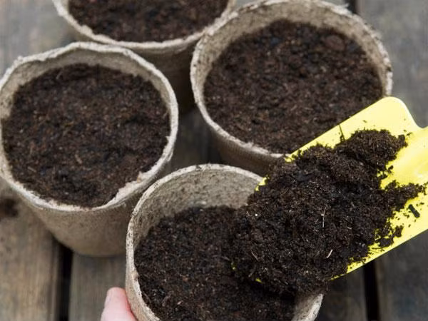 Học ngay cách trồng cây chùm ngây ngừa ung thư cực đơn giản tại nhà, tha hồ có rau mát ăn quanh năm ảnh 2