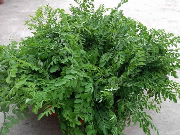 Học ngay cách trồng cây chùm ngây ngừa ung thư cực đơn giản tại nhà, tha hồ có rau mát ăn quanh năm ảnh 5 Học ngay cách trồng cây chùm ngây ngừa ung thư cực đơn giản tại nhà, tha hồ có rau mát ăn quanh năm ảnh 5