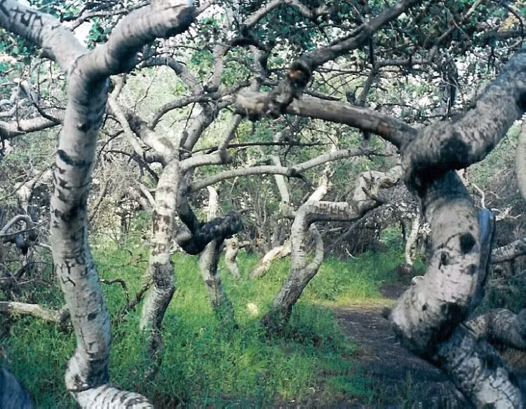 Độc lạ: Loại cây cong vẹo duy nhất được biết đến trên thế giới ảnh 1