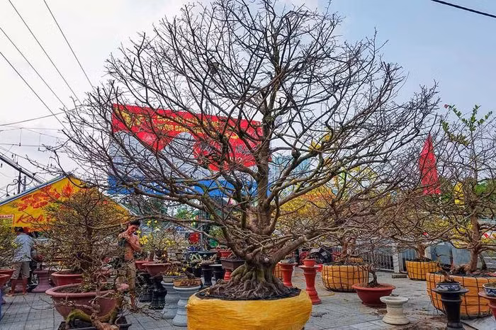 Cây mai vàng của anh Giang đang được bày bán tại chợ hoa xuân Mỹ Bình (TP Long Xuyên, An Giang). Anh Giang cho biết, cây mai vàng này hơn 100 tuổi, cao 5,5m, tán rộng 10m, gốc to hơn 1,3m, được rao giá 7 tỷ đồng.