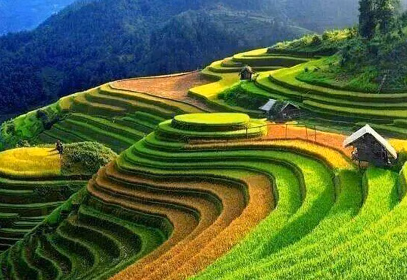 Ruộng bậc thang lọt top 14 cảnh quan siêu thực nhất thế giới