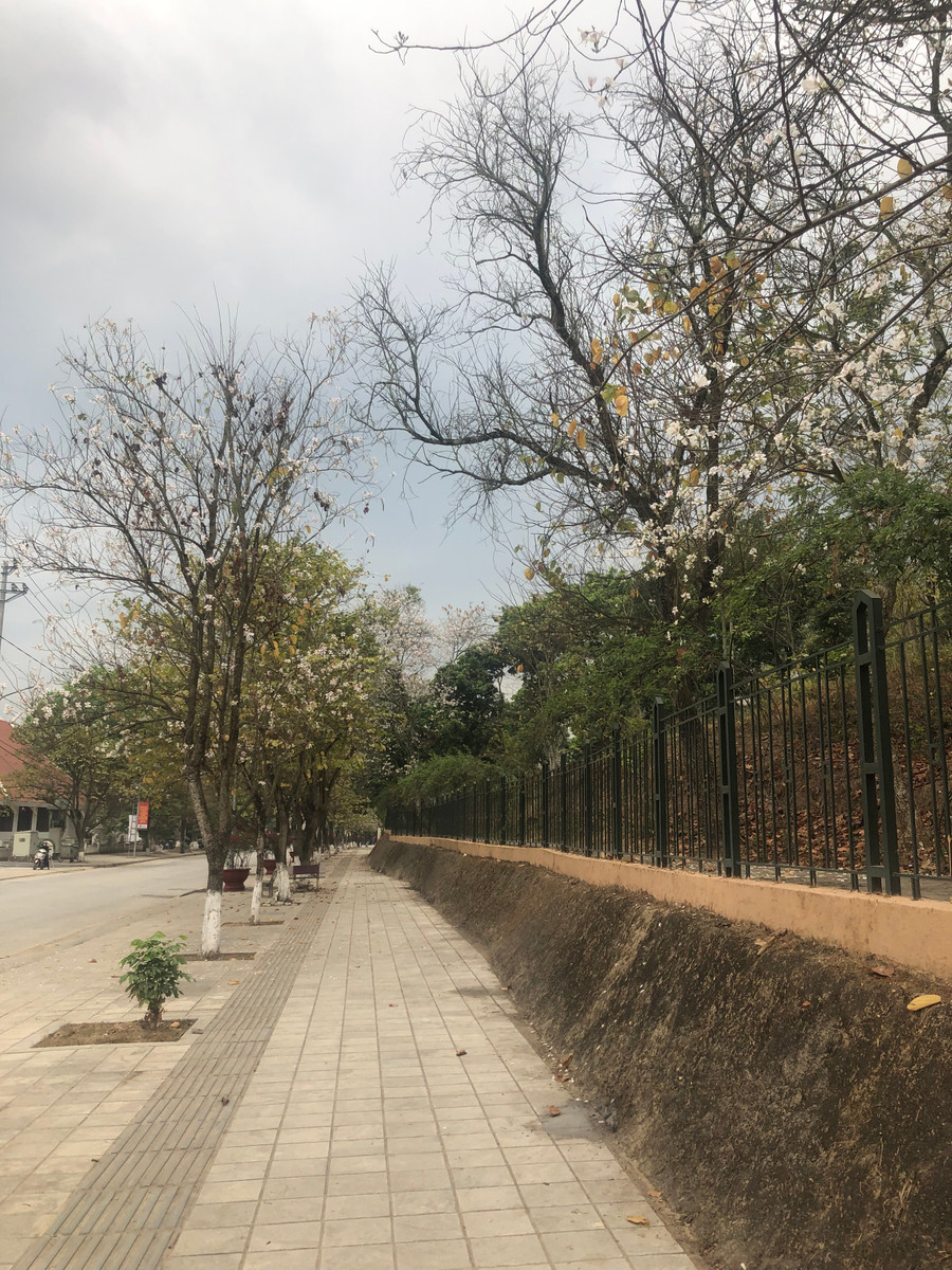Con đường hoa ban chạy đến ngã tư dưới chân đồi A1. Ảnh: Thu Thủy Con đường hoa ban chạy đến ngã tư dưới chân đồi A1. Ảnh: Thu Thủy