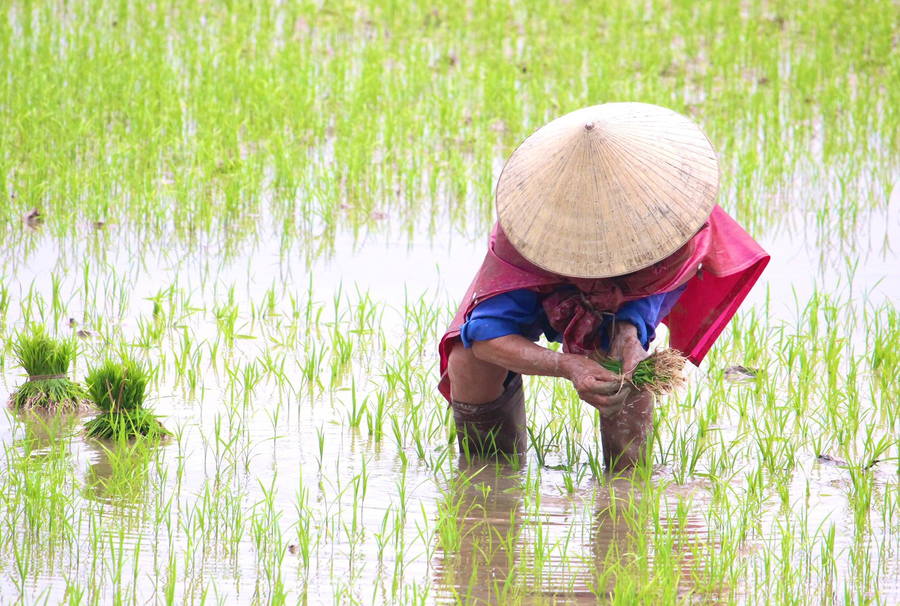 Ảnh minh họa.