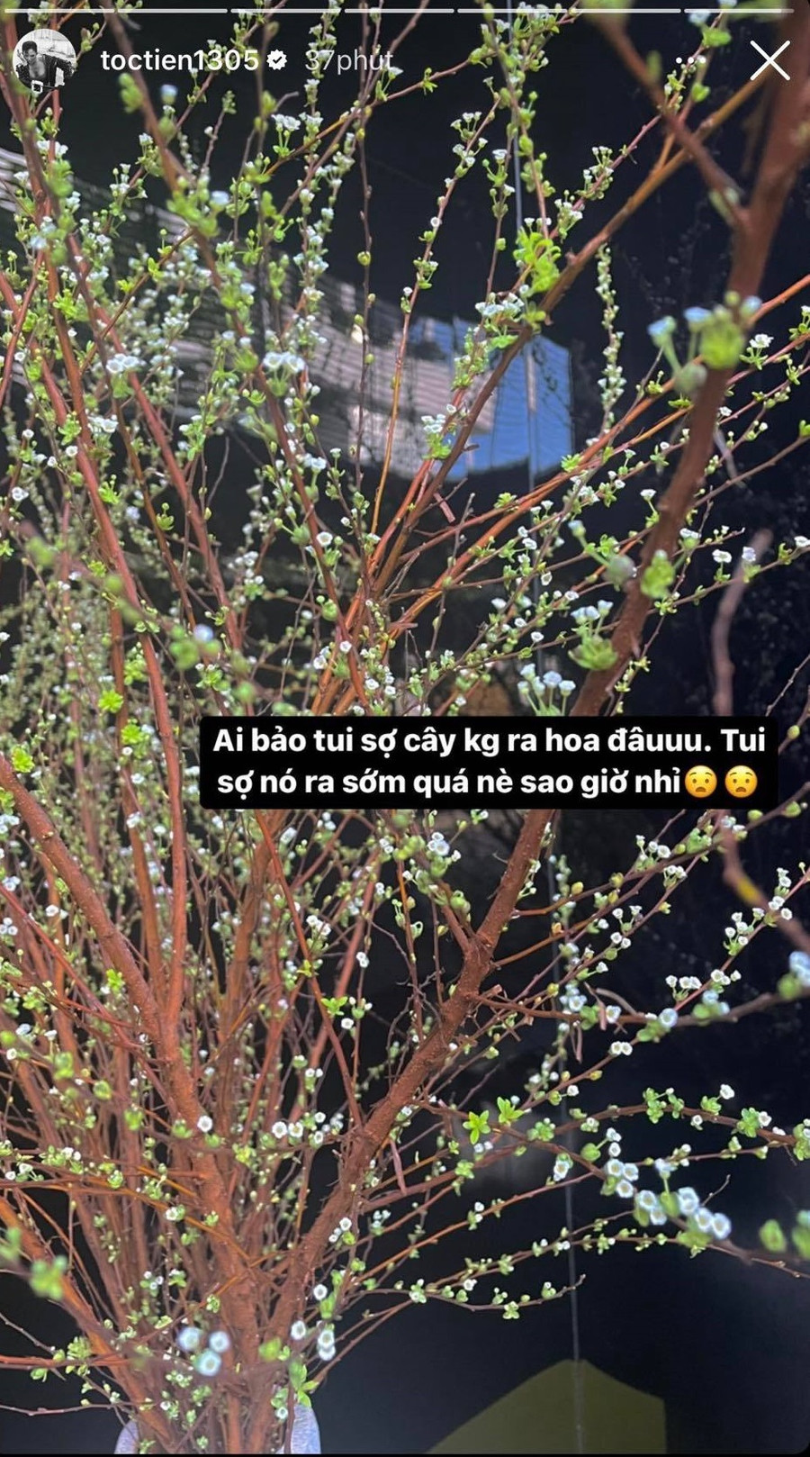 Tóc Tiên cũng khoe nhanh bình tuyết mai mới hé nụ cực xinh được bày biện ở một góc nhà.