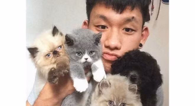 Thức thâu đêm chờ đỡ đẻ cho mèo giá nghìn USD ở Hà Nội