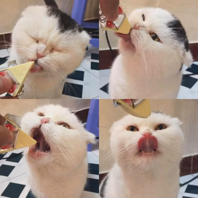 Thức thâu đêm chờ đỡ đẻ cho mèo giá nghìn USD ở Hà Nội ảnh 3