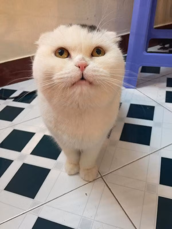 Chú mèo tên Bluto - giống mèo Scottish Fold (mèo tai cụp) có giá 1900 USD.