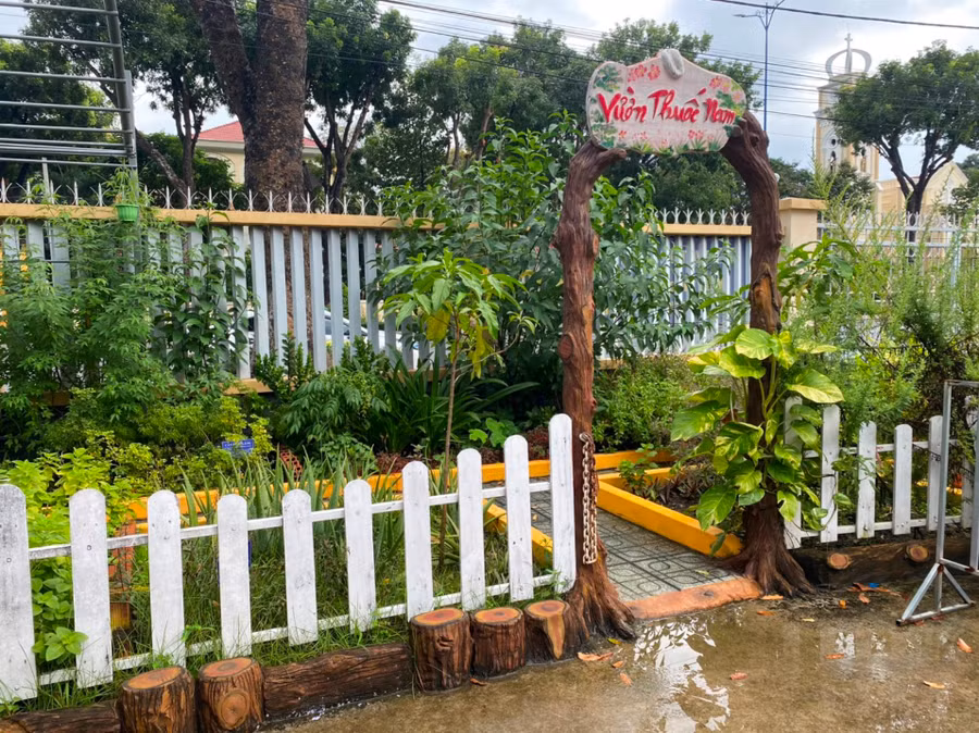 Vườn thuốc nam xanh tốt tại Trường Tiểu học Nguyễn Trãi (TP Mỹ Tho, tỉnh Tiền Giang).