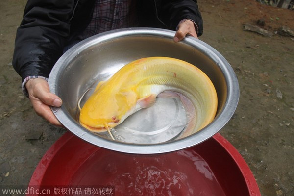 Cận cảnh con cá trê vàng quý hiếm