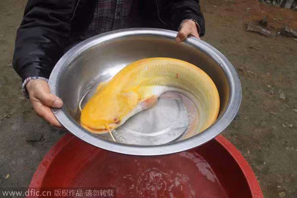 Bắt được cá trê vàng siêu hiếm ở Trung Quốc 1