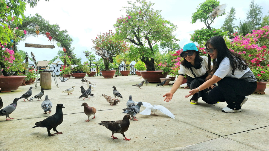 Du khách đến Thành phố Bồ Câu tại Điểm du lịch Rừng tràm Trà Sư (Thị xã Tịnh Biên - An Giang).