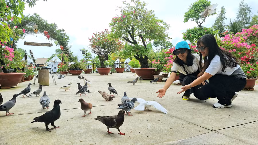 Du khách đến Thành phố Bồ Câu tại Điểm du lịch Rừng tràm Trà Sư (Thị xã Tịnh Biên - An Giang).