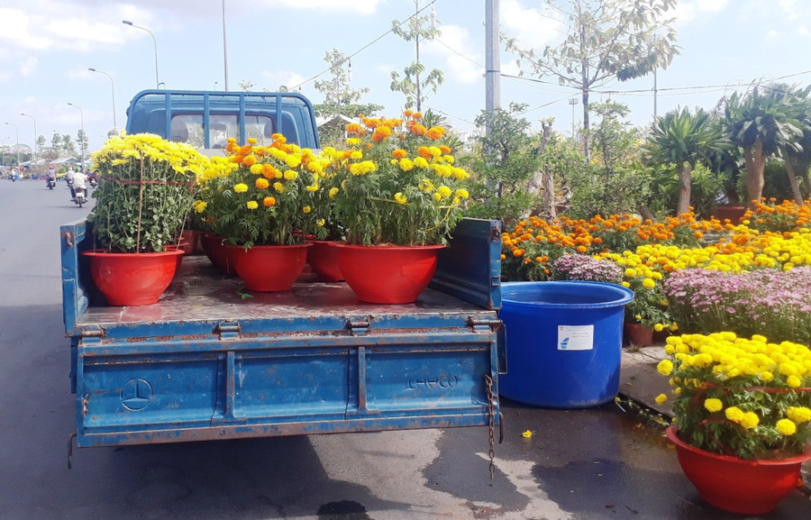 Những chuyến xe chở hoa Xuân đi giao hàng khắp nơi.