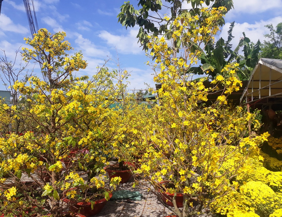 Mai vàng rực rỡ khoe sắc.