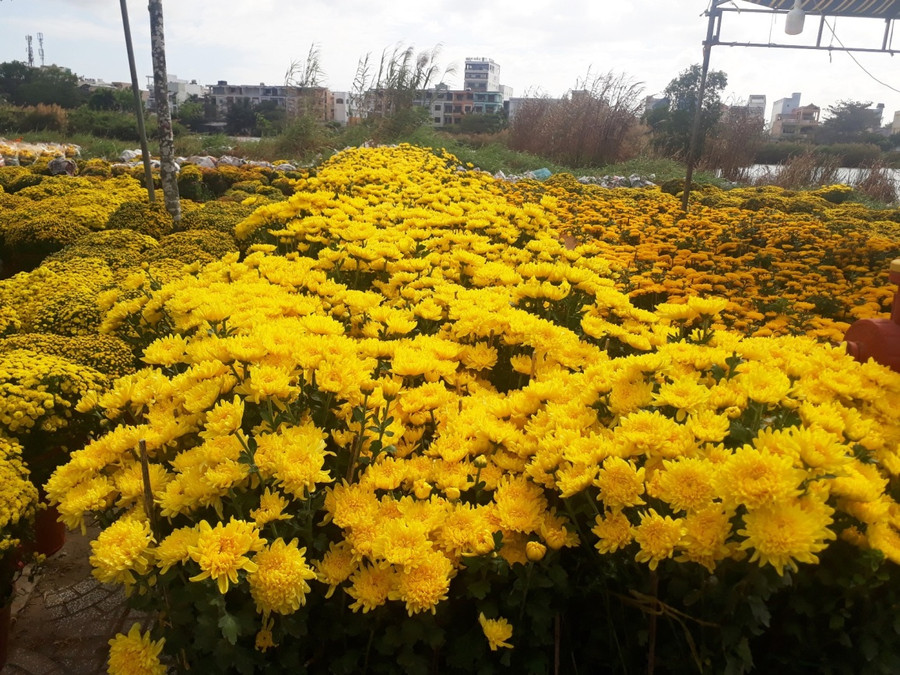Khu bán hoa cúc vàng và cúc mâm xôi rực rỡ.