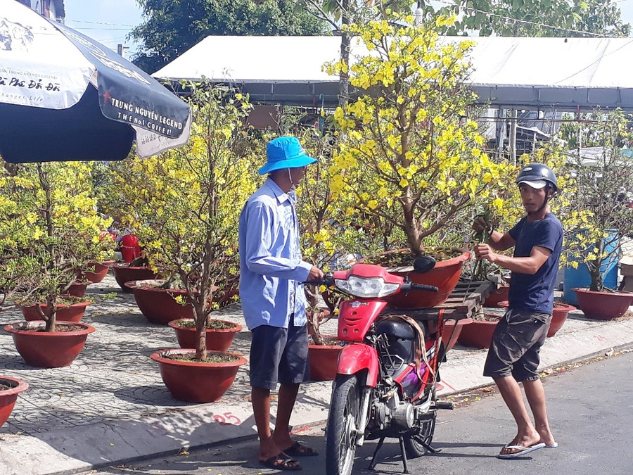 Người dân tranh thủ mua mai vàng về trưng Tết.