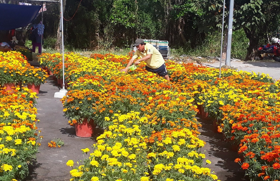 Nhiều loại hoa kiểng phục vụ nhu cầu trưng Tết của người dân.