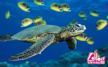 Đem trứng lạ trên biển về nhà ấp, 2 người đàn ông phải vào tù chỉ vì điều này - Ảnh 5 Dem trung la tren bien ve nha ap, 2 nguoi dan ong phai vao tu chi vi dieu nay - Anh 5