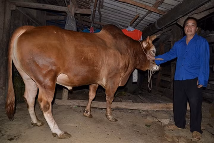 Con bò khổng lồ của ông Thành