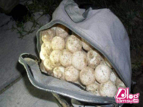 Đem trứng lạ trên biển về nhà ấp, 2 người đàn ông phải vào tù chỉ vì điều này - Ảnh 2 Dem trung la tren bien ve nha ap, 2 nguoi dan ong phai vao tu chi vi dieu nay - Anh 2