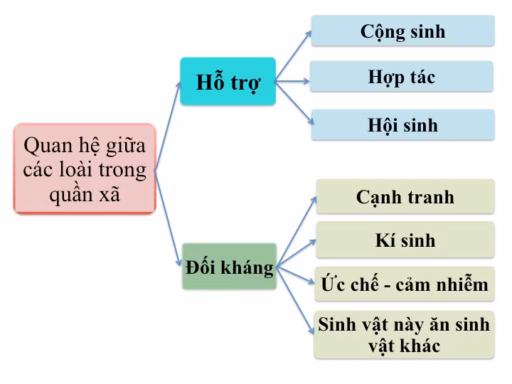 Những lưu ý giúp HS lớp 12 ôn tập tốt kiến thức phần Sinh thái học môn Sinh học ảnh 3