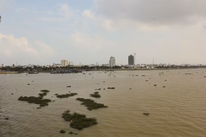 Đà Nẵng: Lục bình xuất hiện nhiều bất thường trên sông Hàn ảnh 1