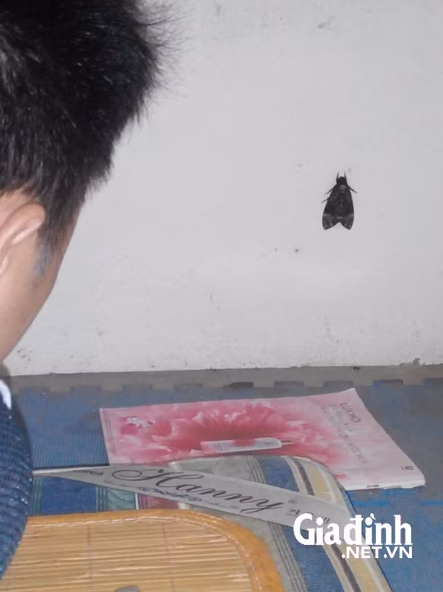 Cả xóm trọ sinh viên nửa đêm hốt hoảng vì một con bướm sâu thông thường. Ảnh: TĐ