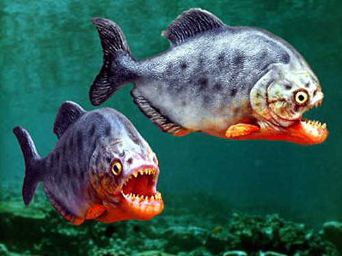 Piranha (cá hổ) có tên khoa học là Serrasalmus rhombeus, chúng là những thành viên thuộc họ Characidae (hay Characin), một họ cá lớn với gần 1200 loài bao gồm những loài rất phổ biến như các loại cá tetra thông thường và cá rìu vạch. Piranha (cá hổ) có tên khoa học là Serrasalmus rhombeus, chúng là những thành viên thuộc họ Characidae (hay Characin), một họ cá lớn với gần 1200 loài bao gồm những loài rất phổ biến như các loại cá tetra thông thường và cá rìu vạch.