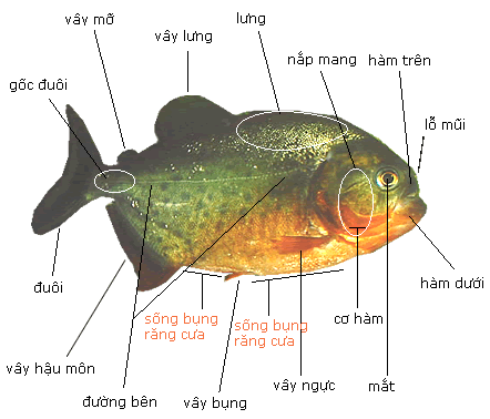Một con cá Piranha trưởng thành có kích thước từ 14 đến 26 cm Một con cá Piranha trưởng thành có kích thước từ 14 đến 26 cm