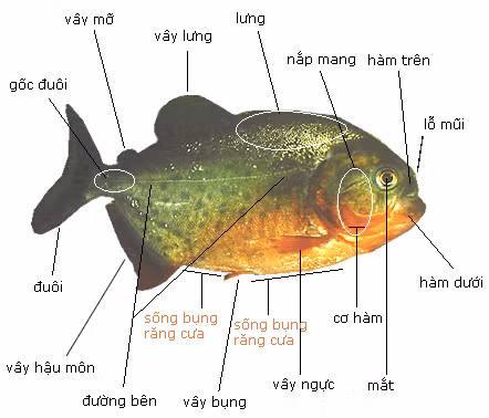 Một con cá Piranha trưởng thành có kích thước từ 14 đến 26 cm