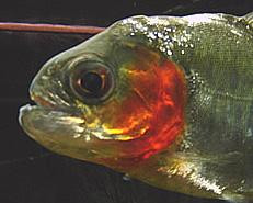 Loài cá này có xuất xứ từ miền Tây Nam Brazil. Chúng sở hữu hàm răng vô cùng sắc nhọn và khả năng săn mồi ấn tượng Loài cá này có xuất xứ từ miền Tây Nam Brazil. Chúng sở hữu hàm răng vô cùng sắc nhọn và khả năng săn mồi ấn tượng