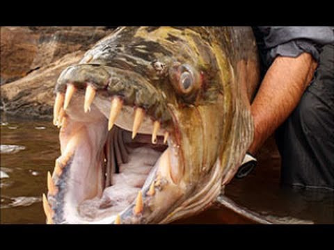 Một giống cá piranha khổng lồ từng được tìm thấy tại khu vực Amazon Một giống cá piranha khổng lồ từng được tìm thấy tại khu vực Amazon